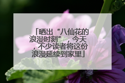 晒出“八仙花的浪漫时刻”，今天，不少读者将这份浪漫延续到家里
